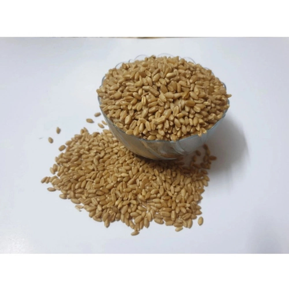 Generic Wheatgrass Microgreen Seeds â€“ Easy to Grow, Quick Harvest