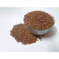  Radish White Microgreen Seeds â€“ Quick Growing, Perfect for Home Gardening
