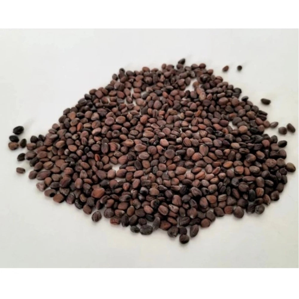 Generic Sango Radish Microgreen Seeds â€“ Quick Harvest, Suitable for Any Space
